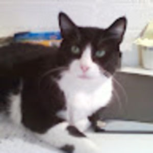 Meet your Posher, Cara